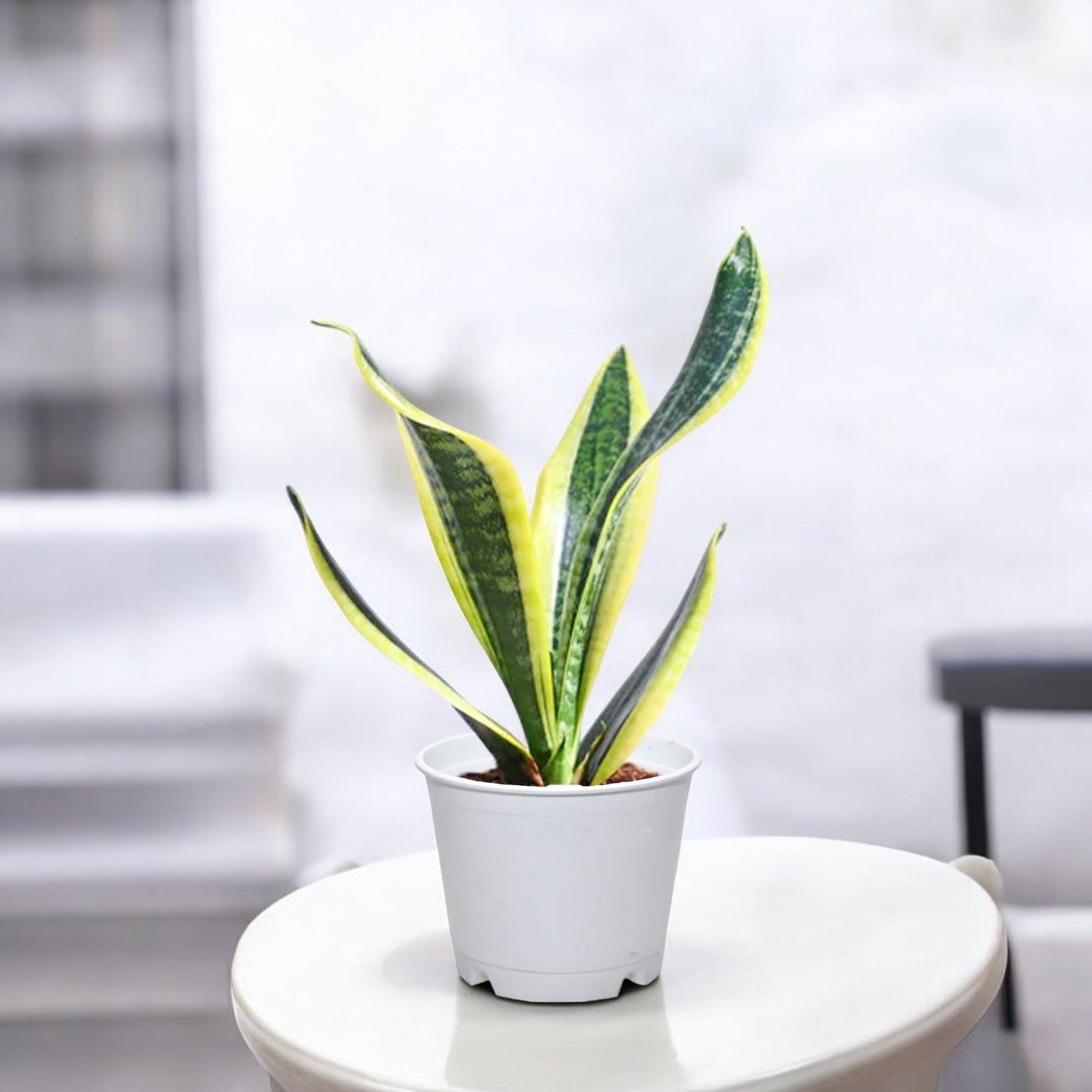 Futura Snake Plant