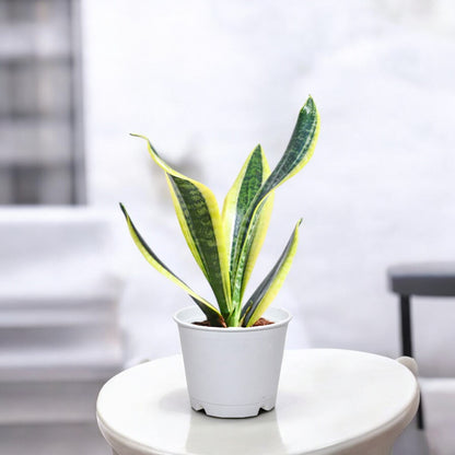 Golden Hahnii Snake Plant