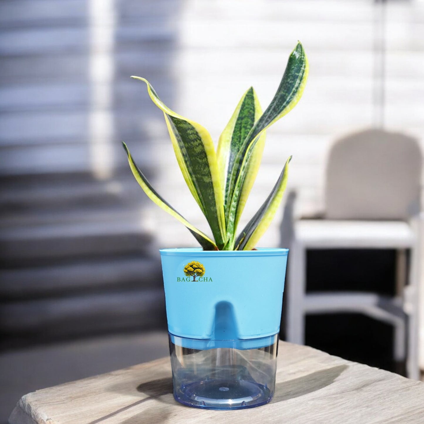 Futura Snake Plant