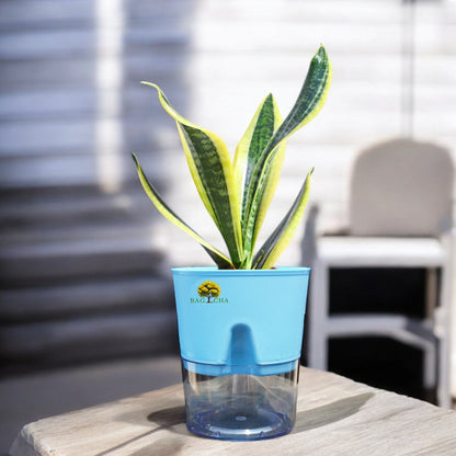 Golden Hahnii Snake Plant