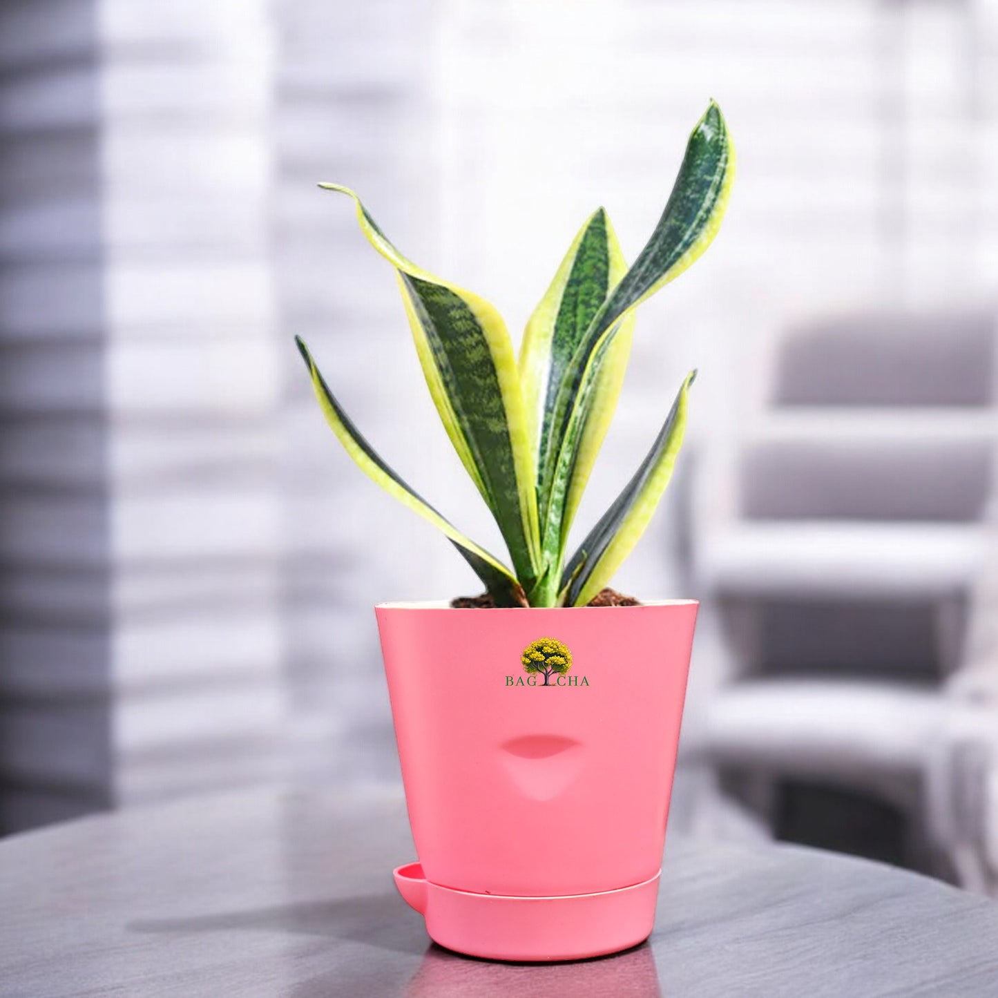 Futura Snake Plant