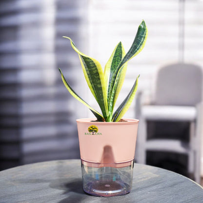 Golden Hahnii Snake Plant