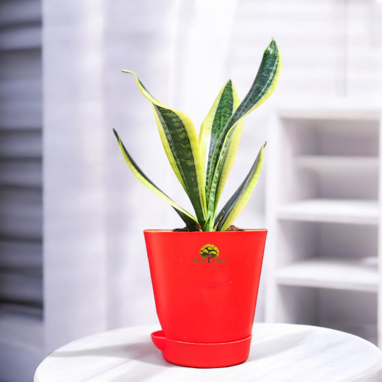 Futura Snake Plant