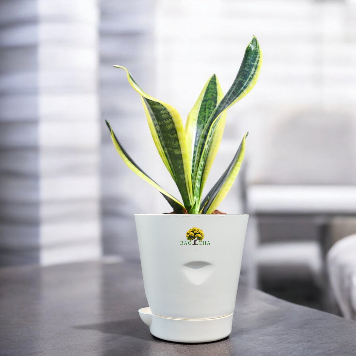 Futura Snake Plant