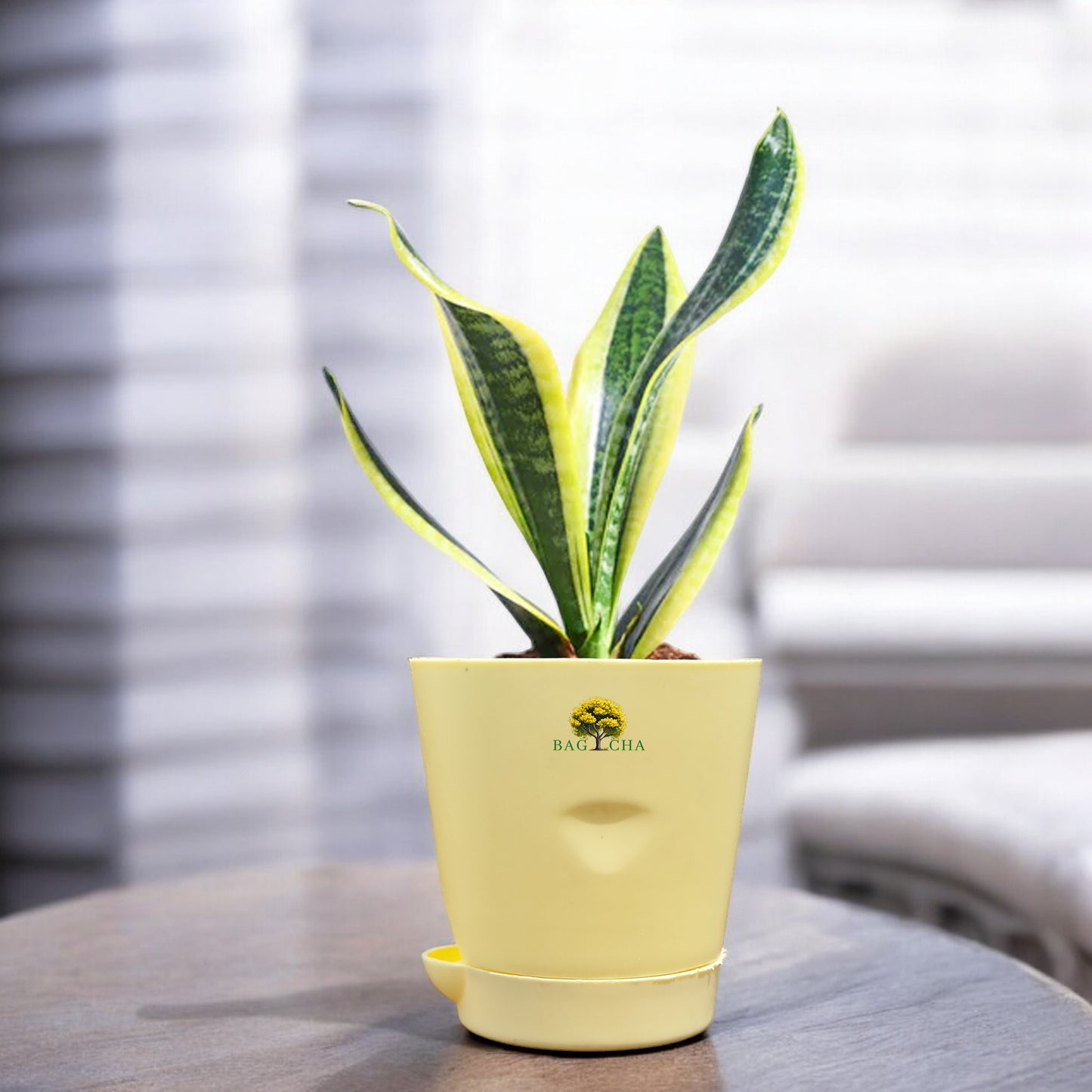 Futura Snake Plant