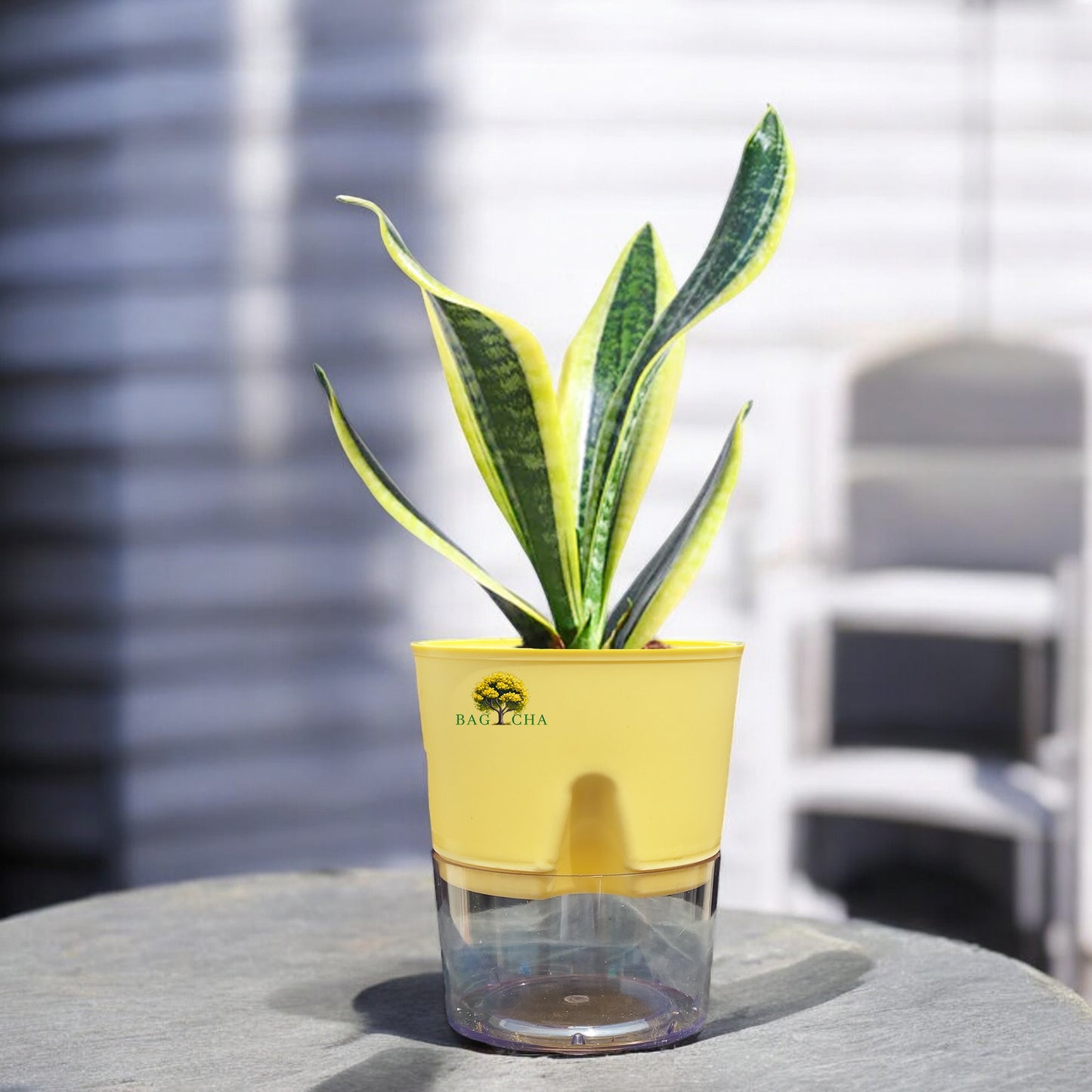 Futura Snake Plant