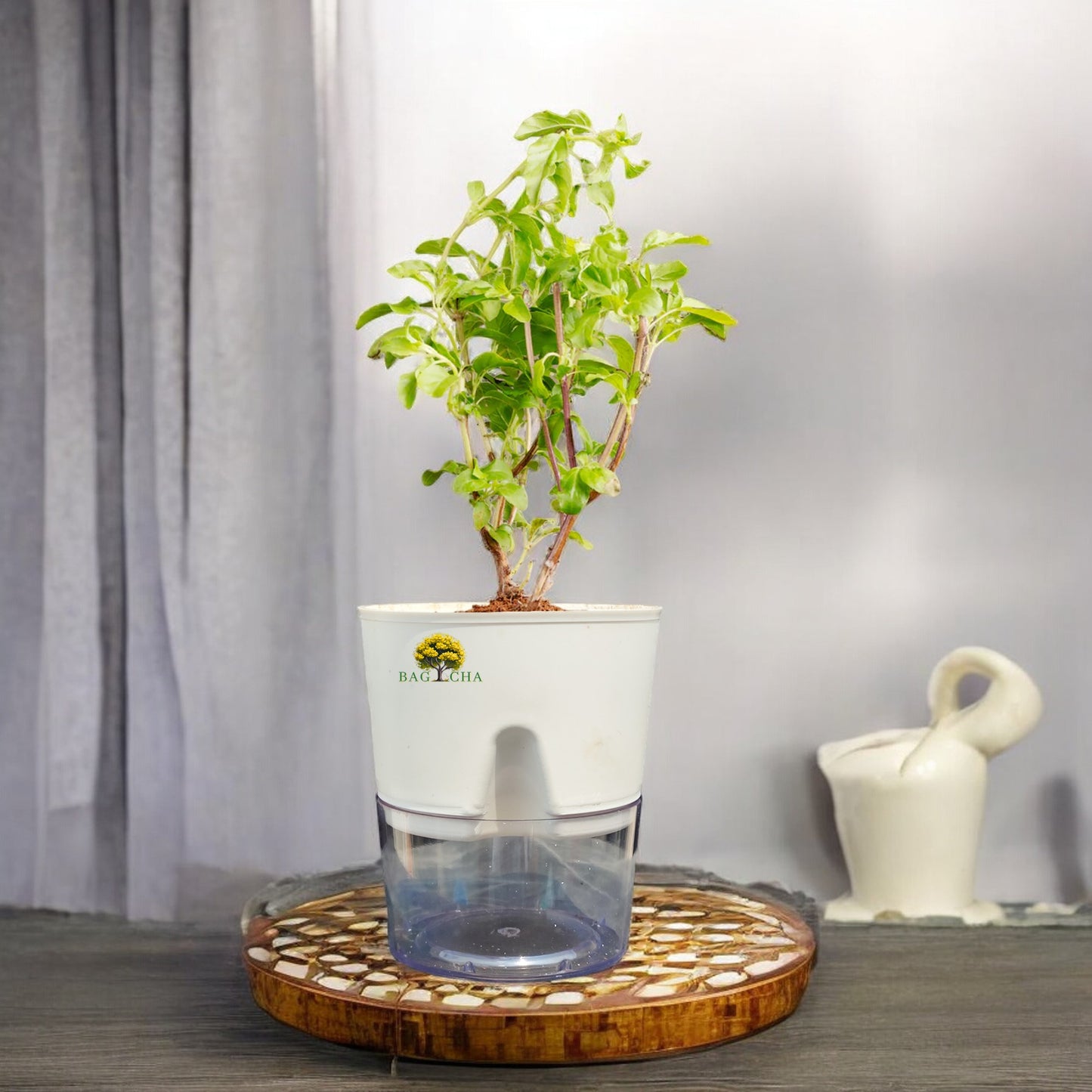 Holy Tulsi Plant: Sacred Indian Basil