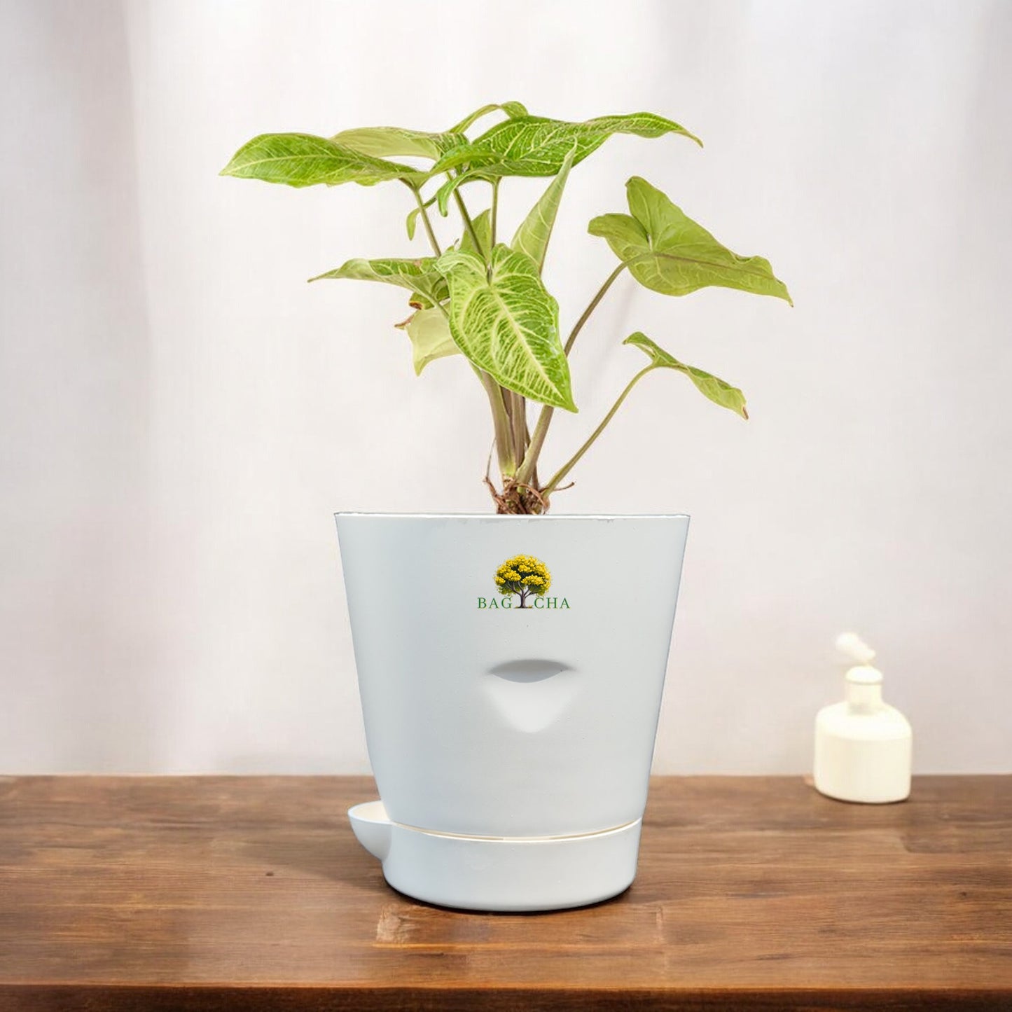 Line Syngonium (Arrowhead) Plant