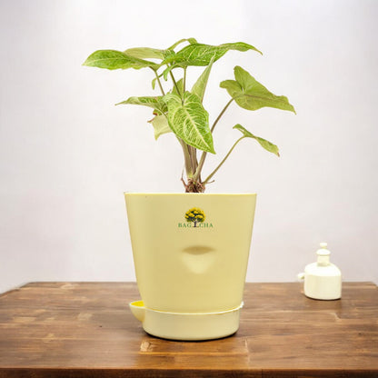 Line Syngonium (Arrowhead) Plant