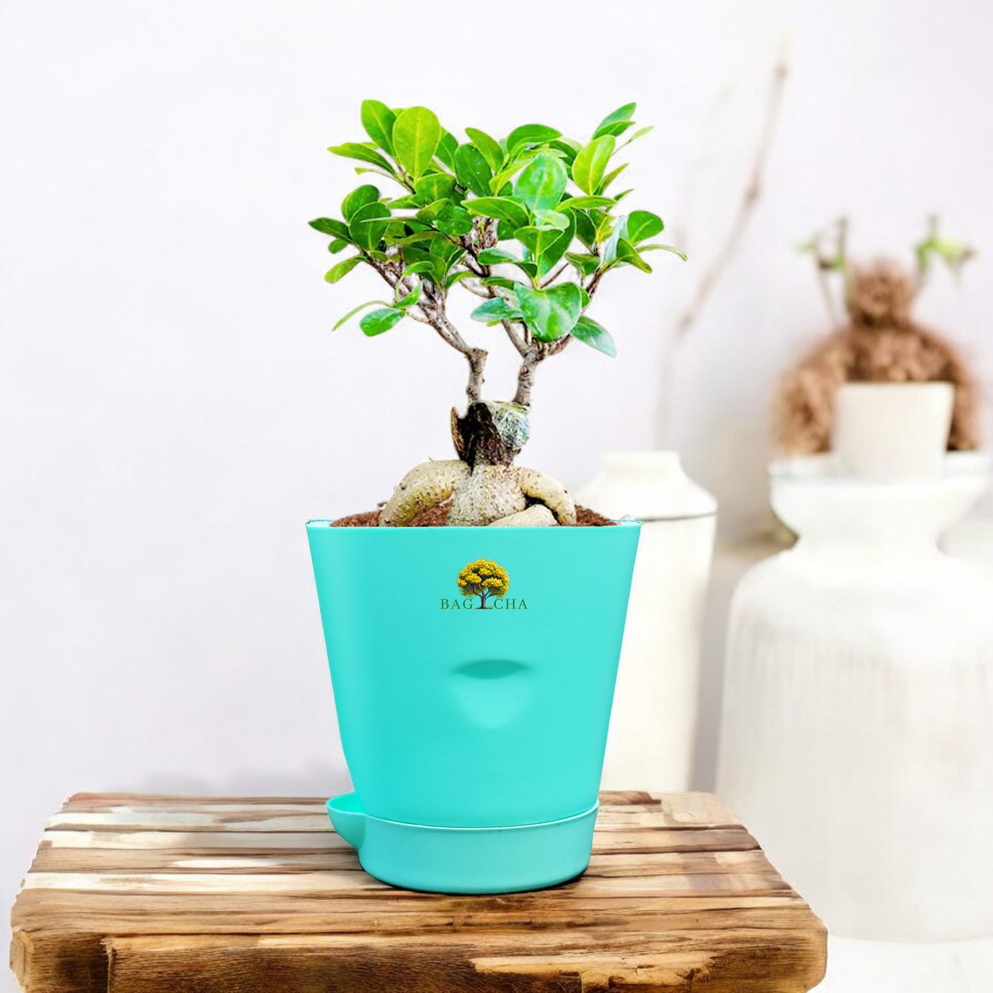 Lucky Bonsai Plant