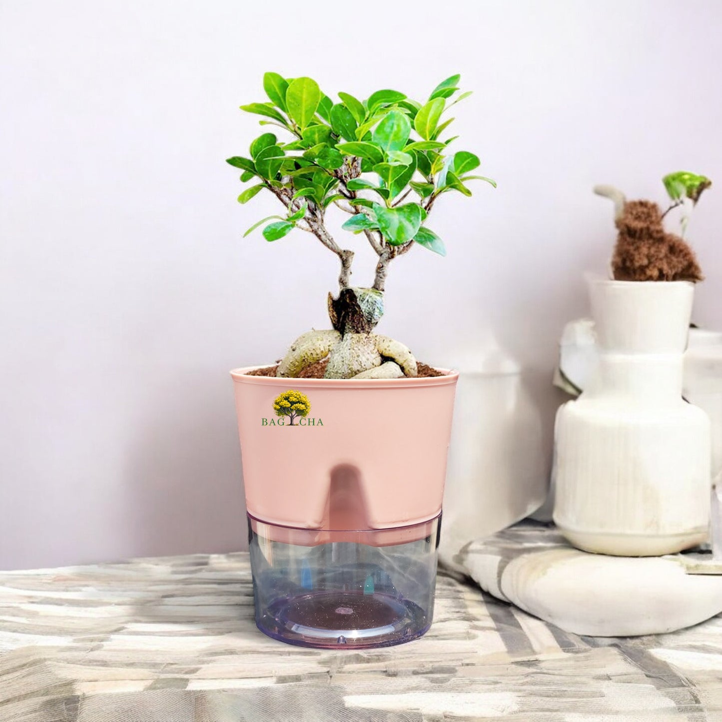 Lucky Bonsai Plant