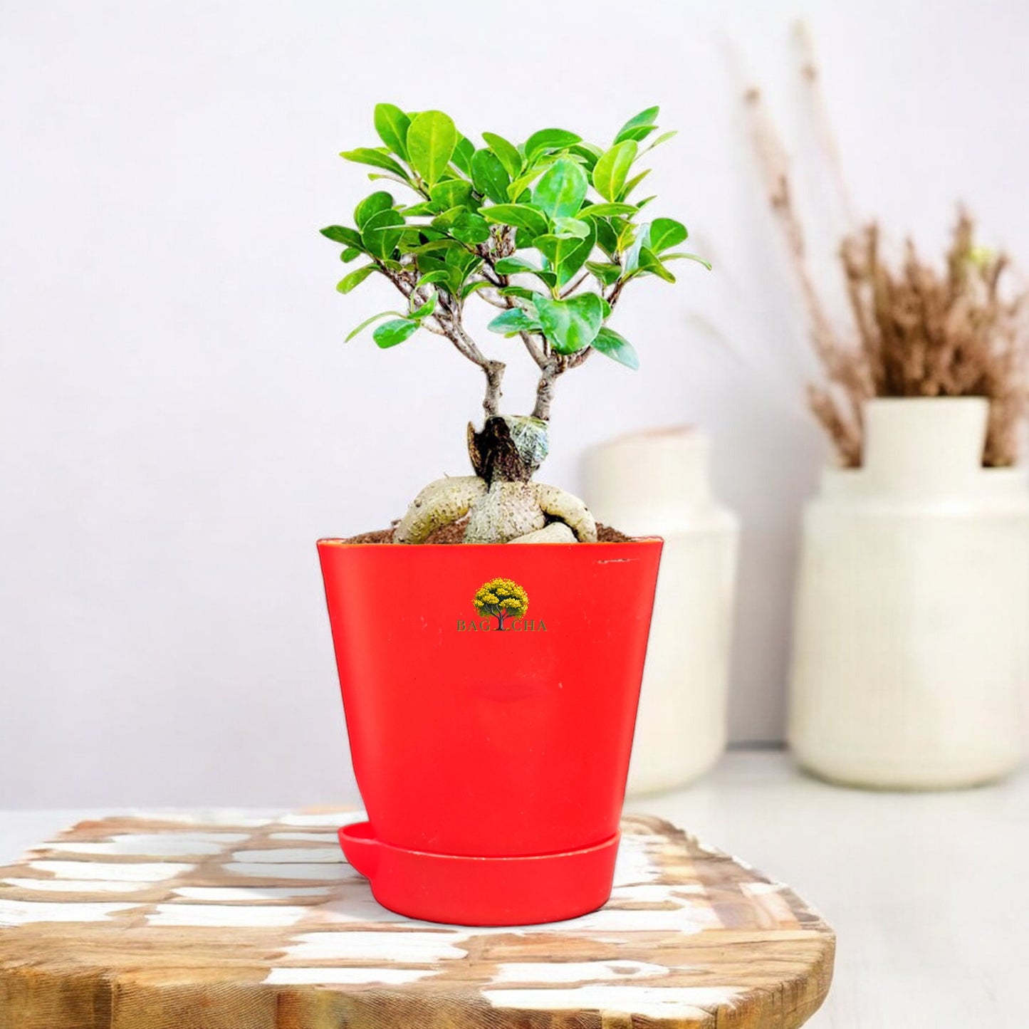 Lucky Bonsai Plant