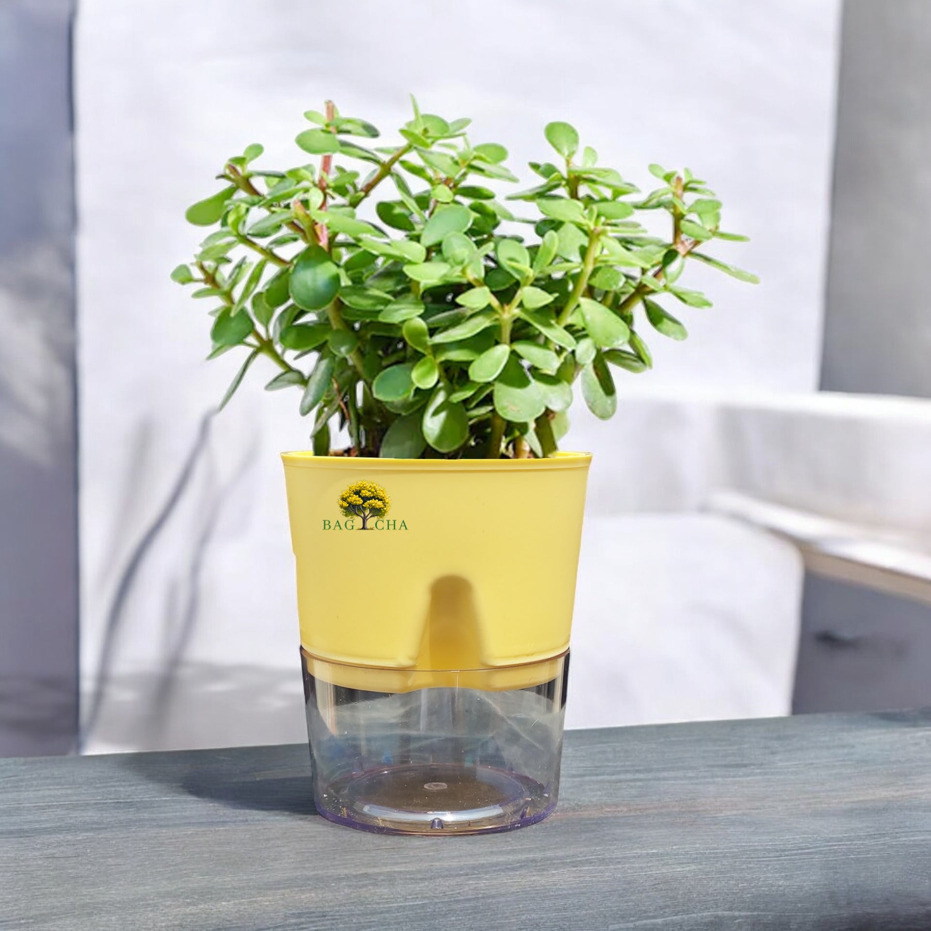 luck jade plant Lucky Jade Plant – Bagicha
