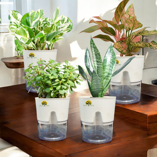 Low Maintenance Bundle - Money N'Joy, Aglaonema Lipstick, Lucky Jade & Green Snake Plant