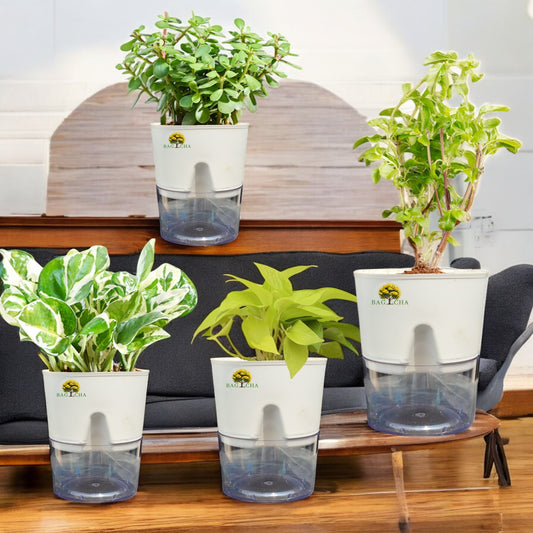 Lucky Jam Bundle  - Money N'Joy, Golden Money Plant, Tulsi, Lucky Jade Plant