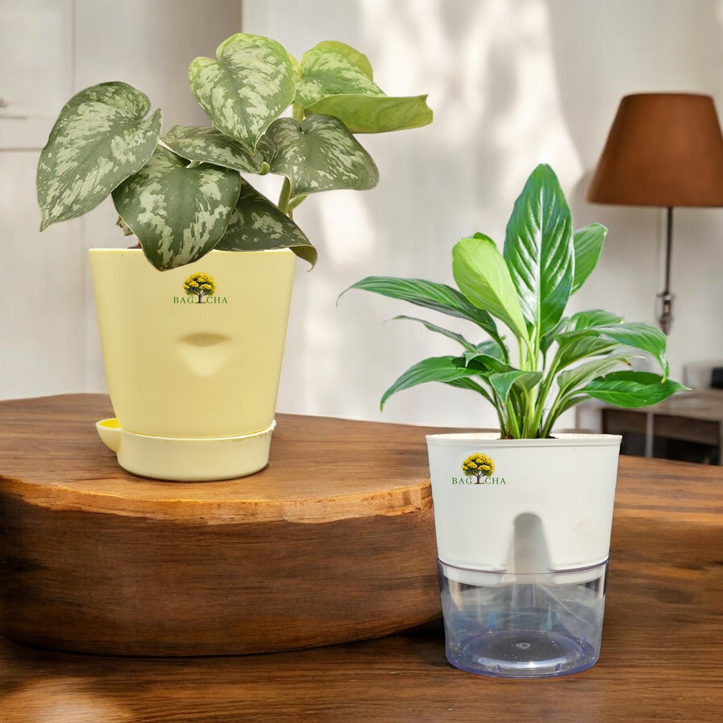 Good Luck Combo - Peace Lily Plant & Satin Money Plant