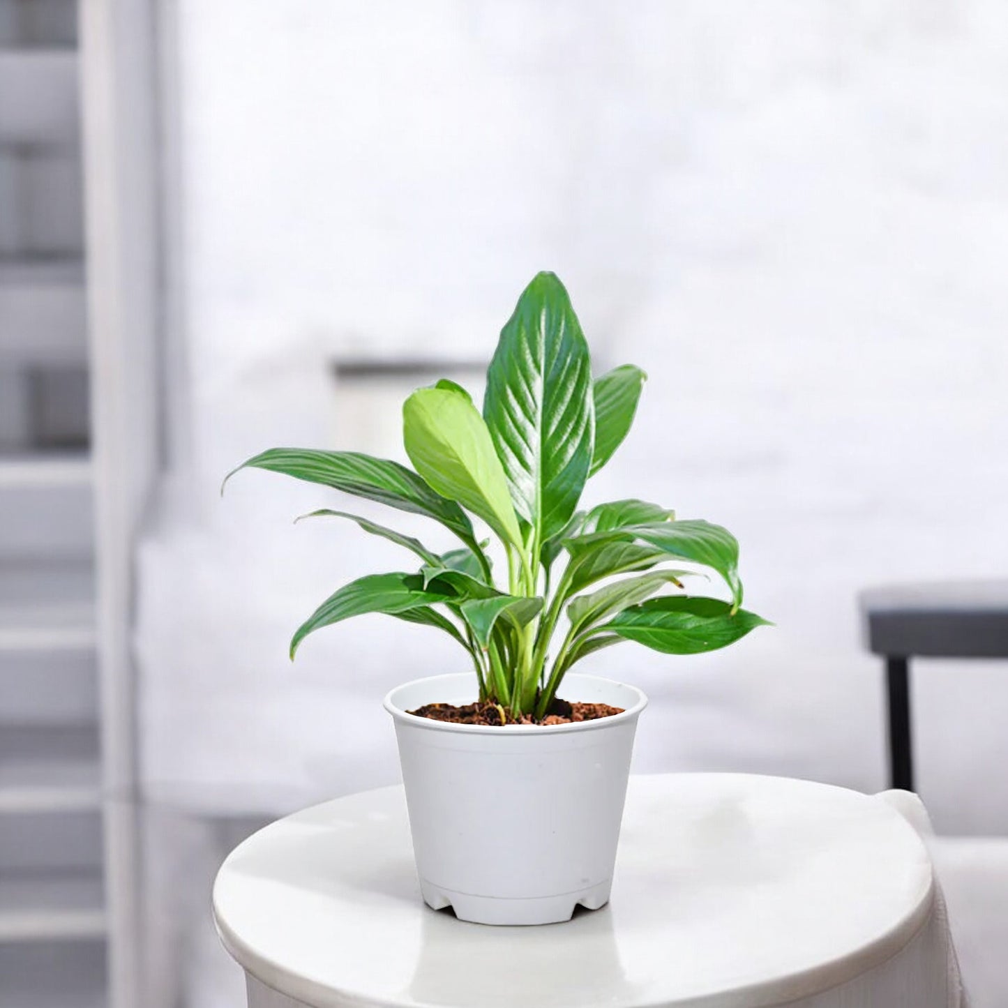 Peace Lily Plant