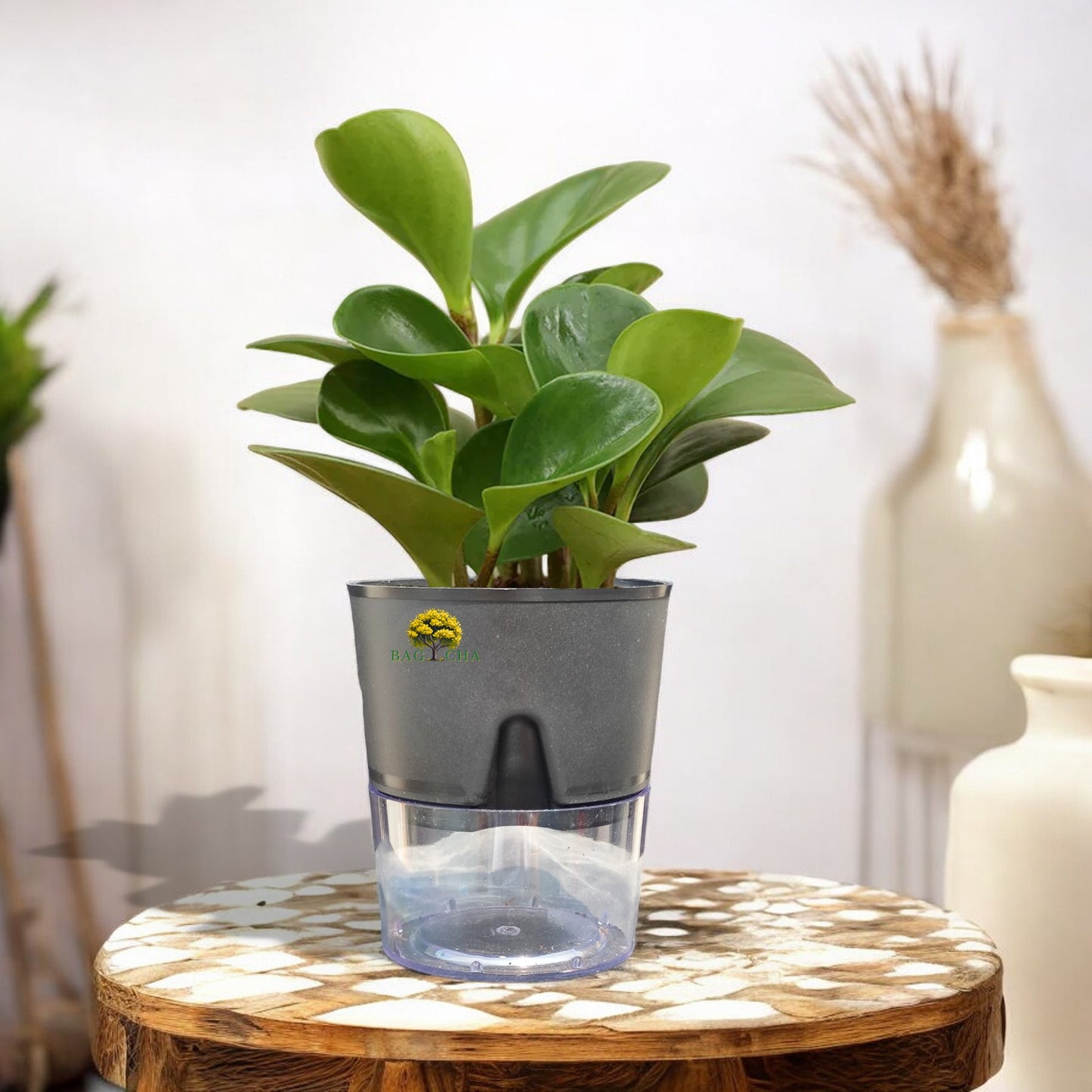 Peperomia Green Plant