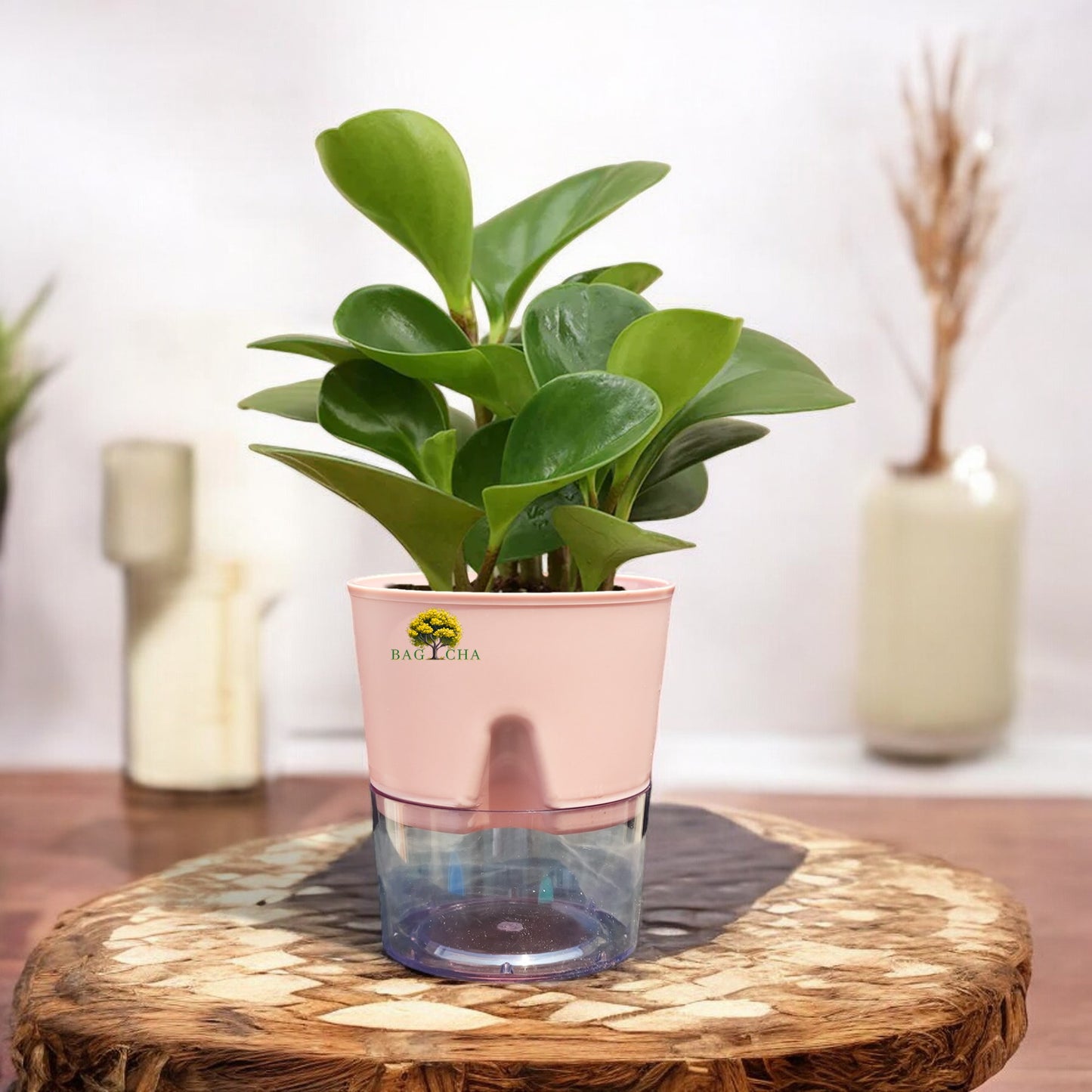 Peperomia Green Plant