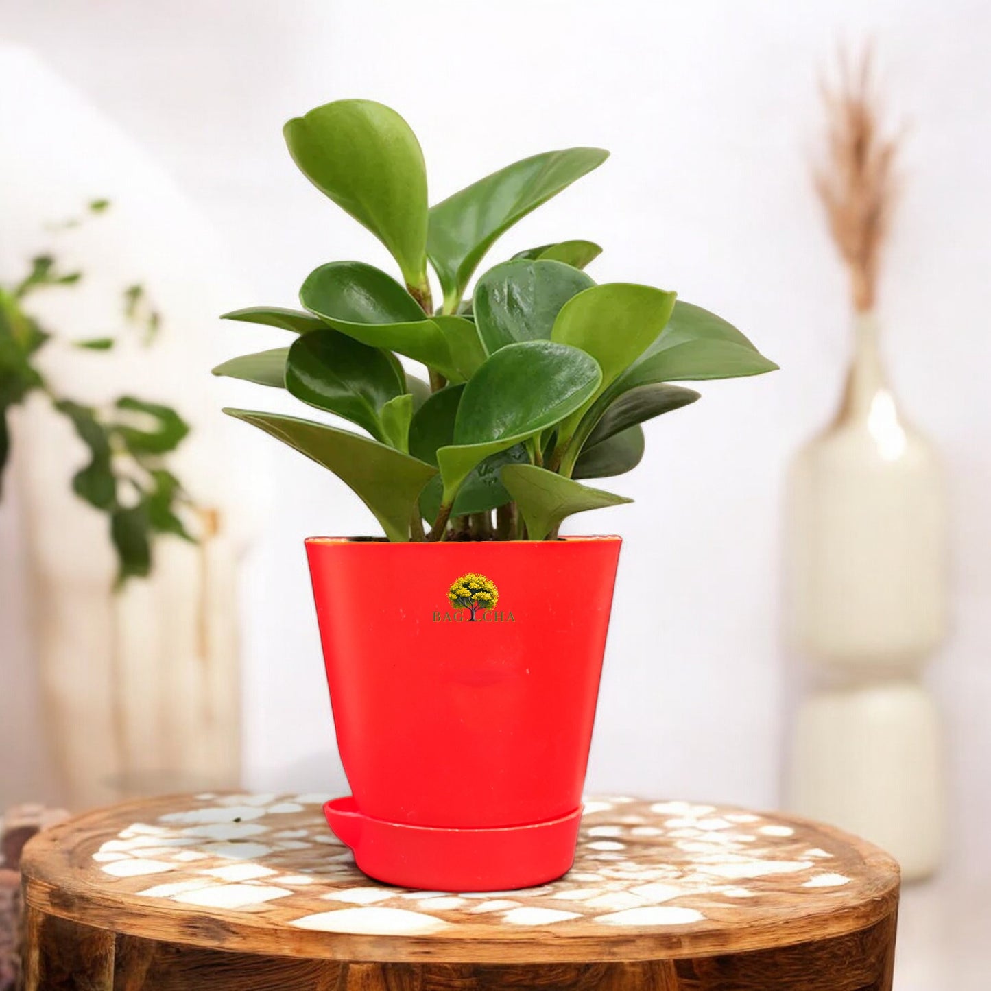 Peperomia Green Plant