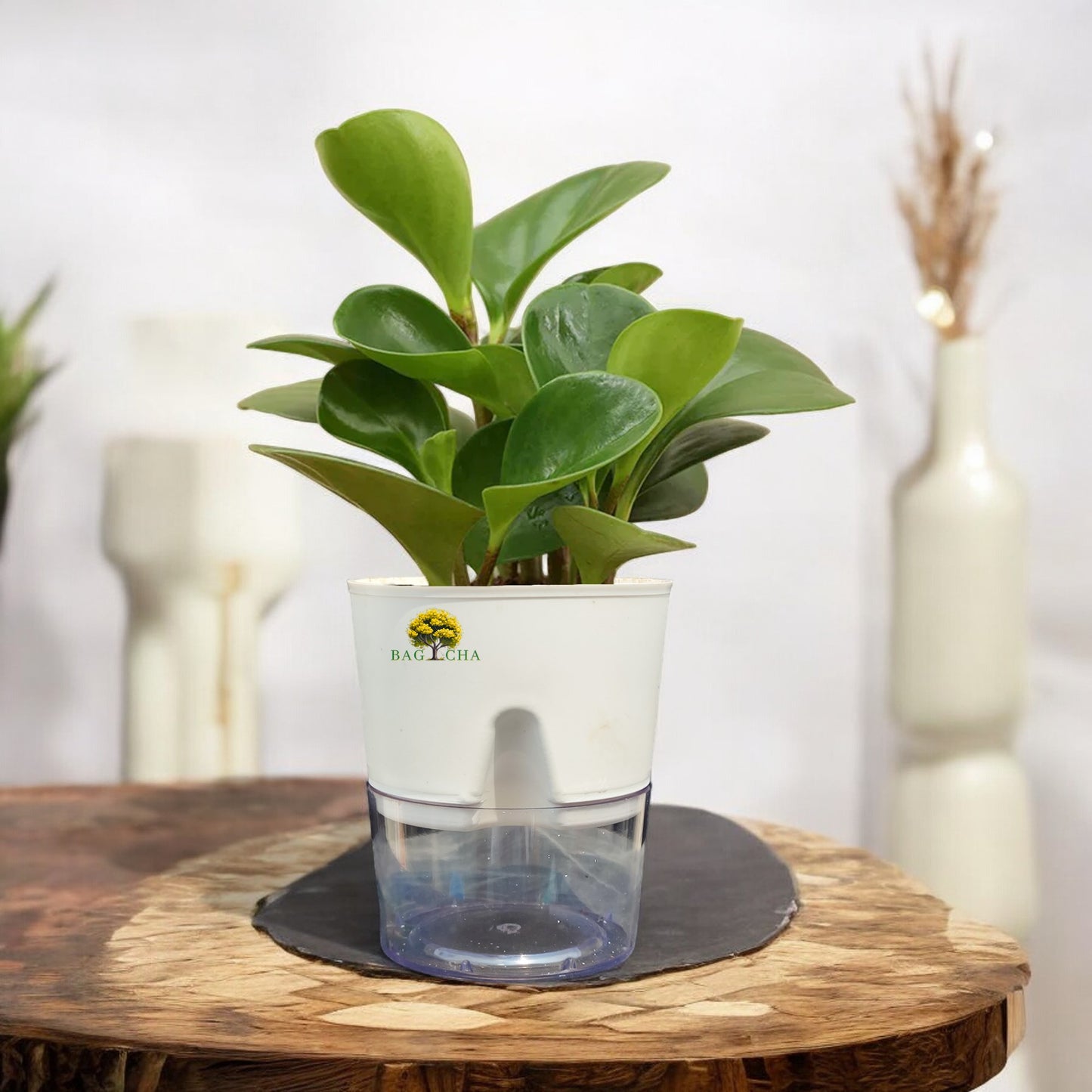 Peperomia Green Plant