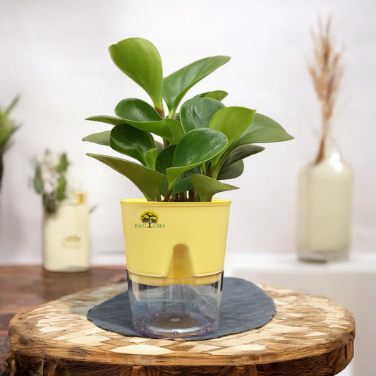 Peperomia Green Plant