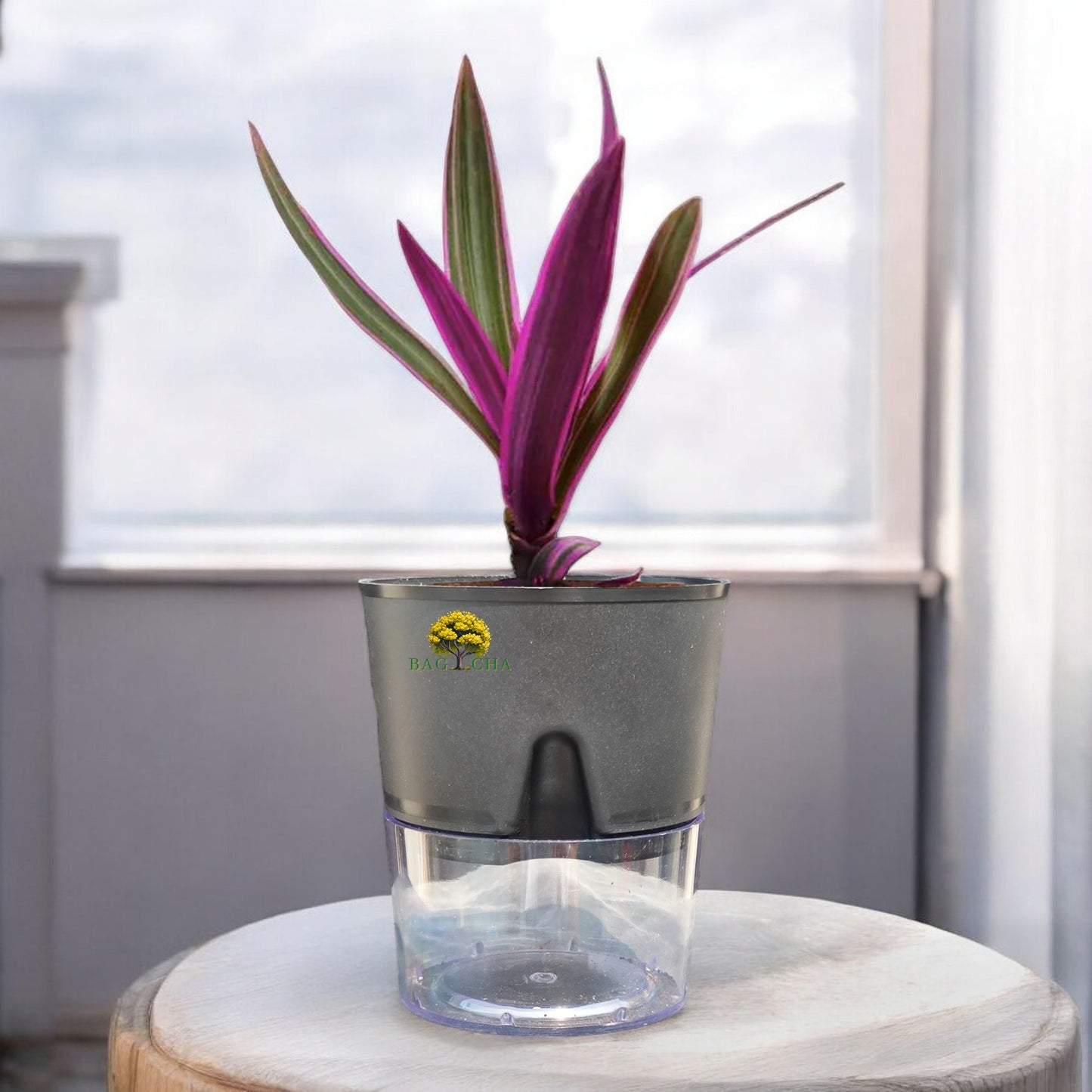 Rhoeo Tricolor Plant