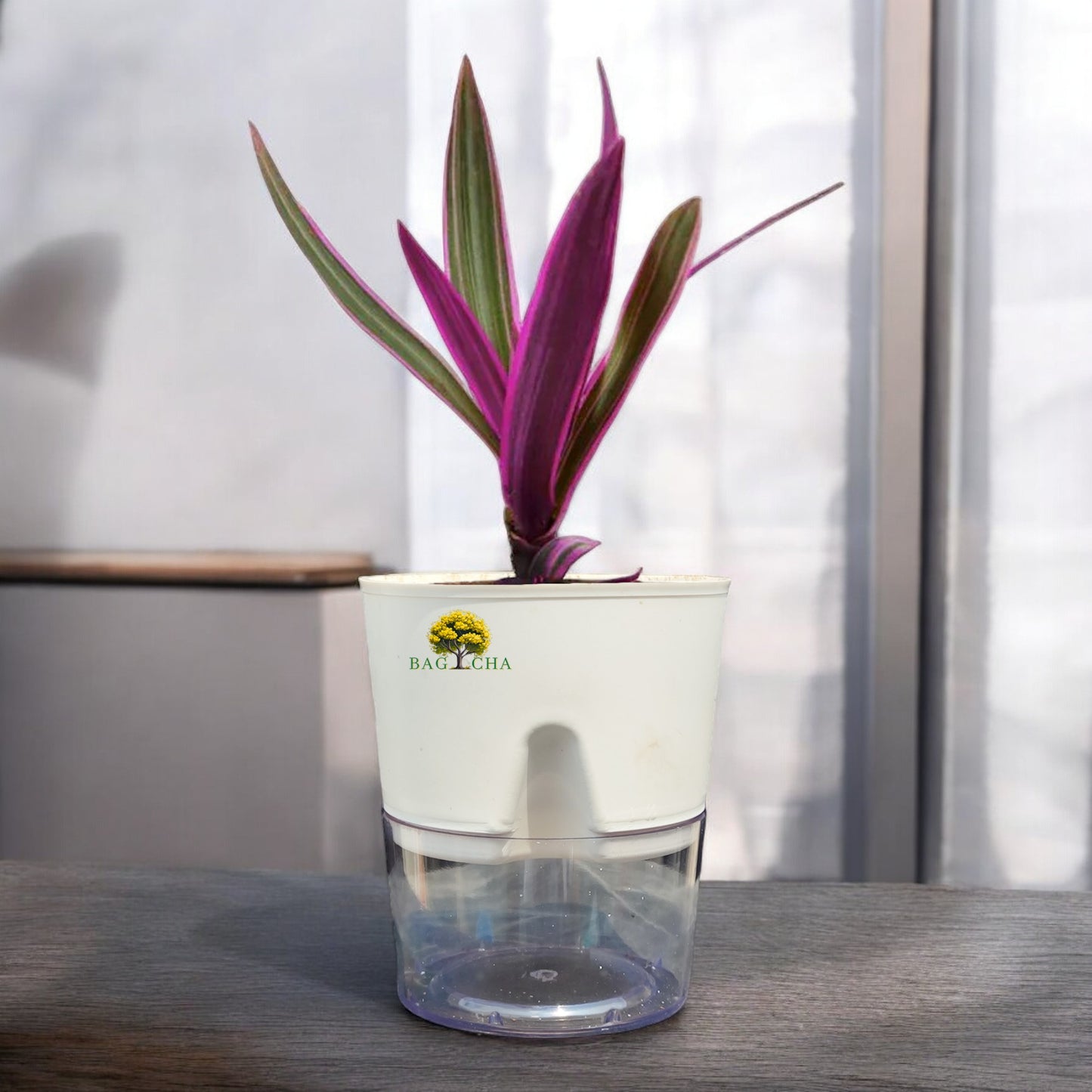 Rhoeo Tricolor Plant