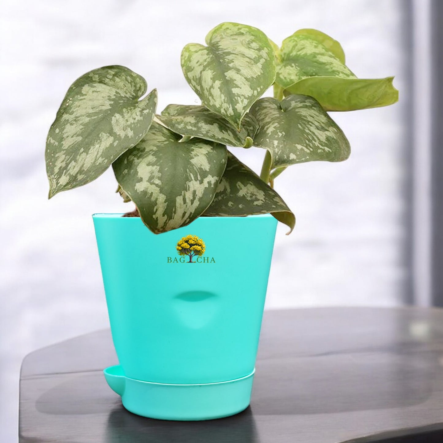 Satin Money Plant