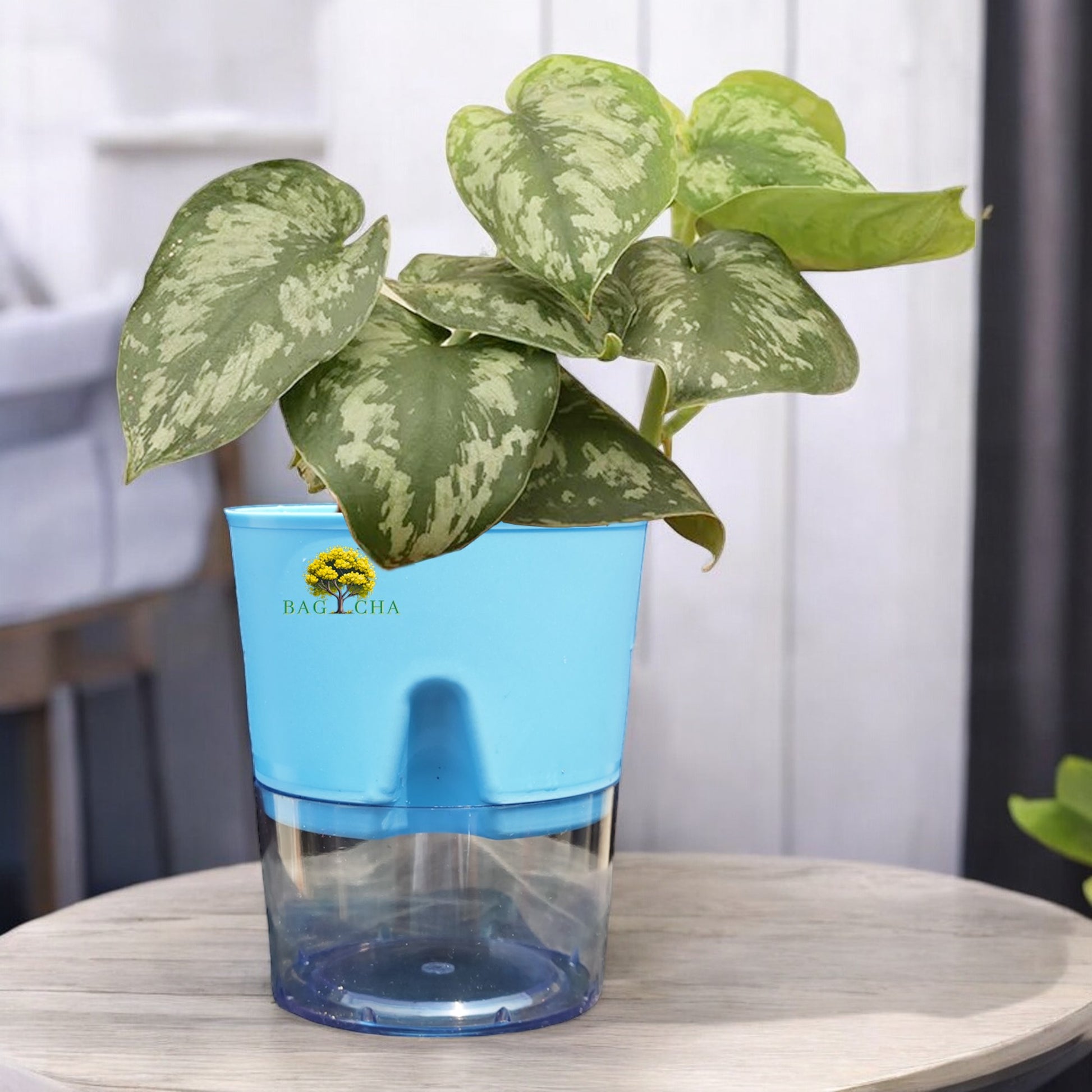money plant consultancy Satin Money Plant – Bagicha