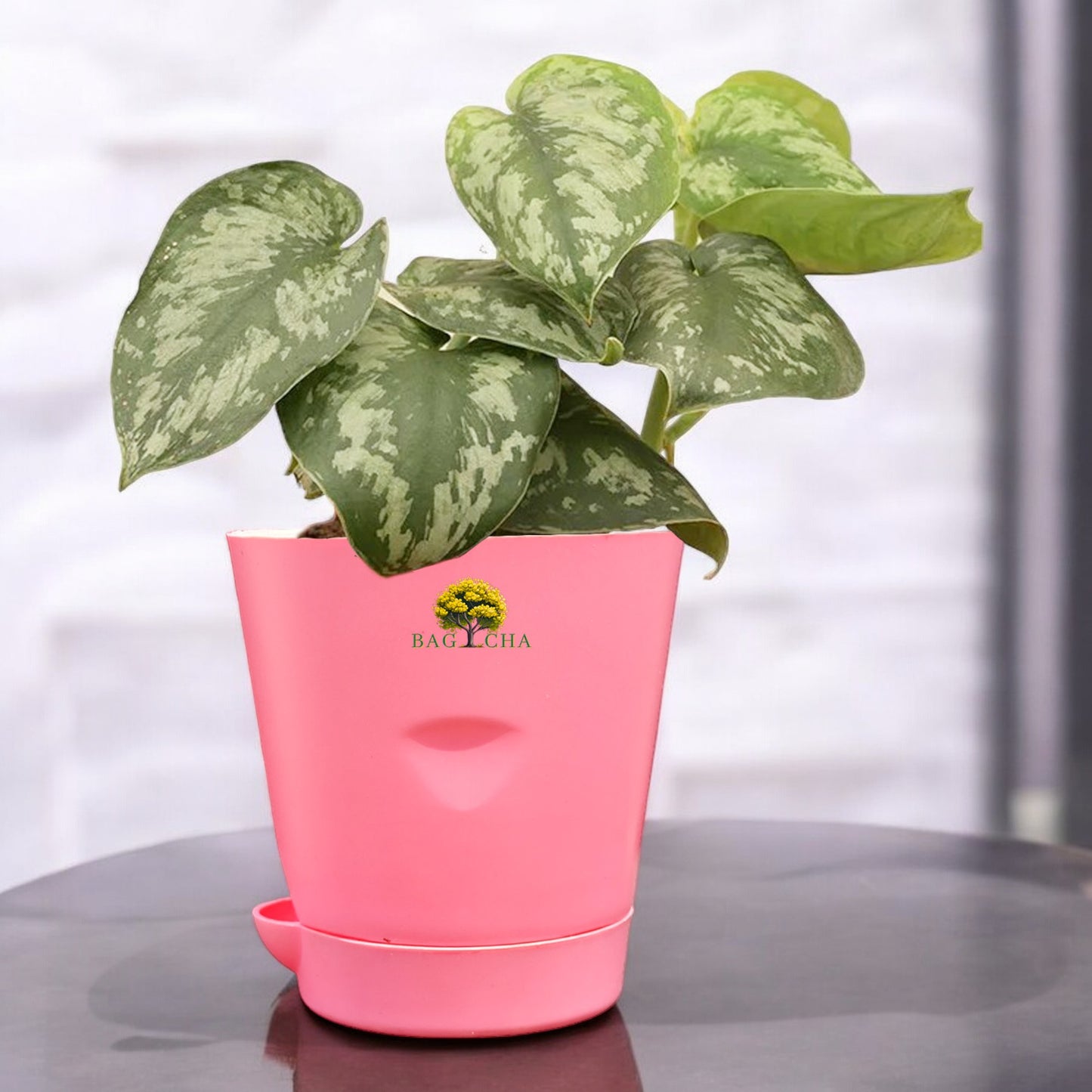 Satin Money Plant