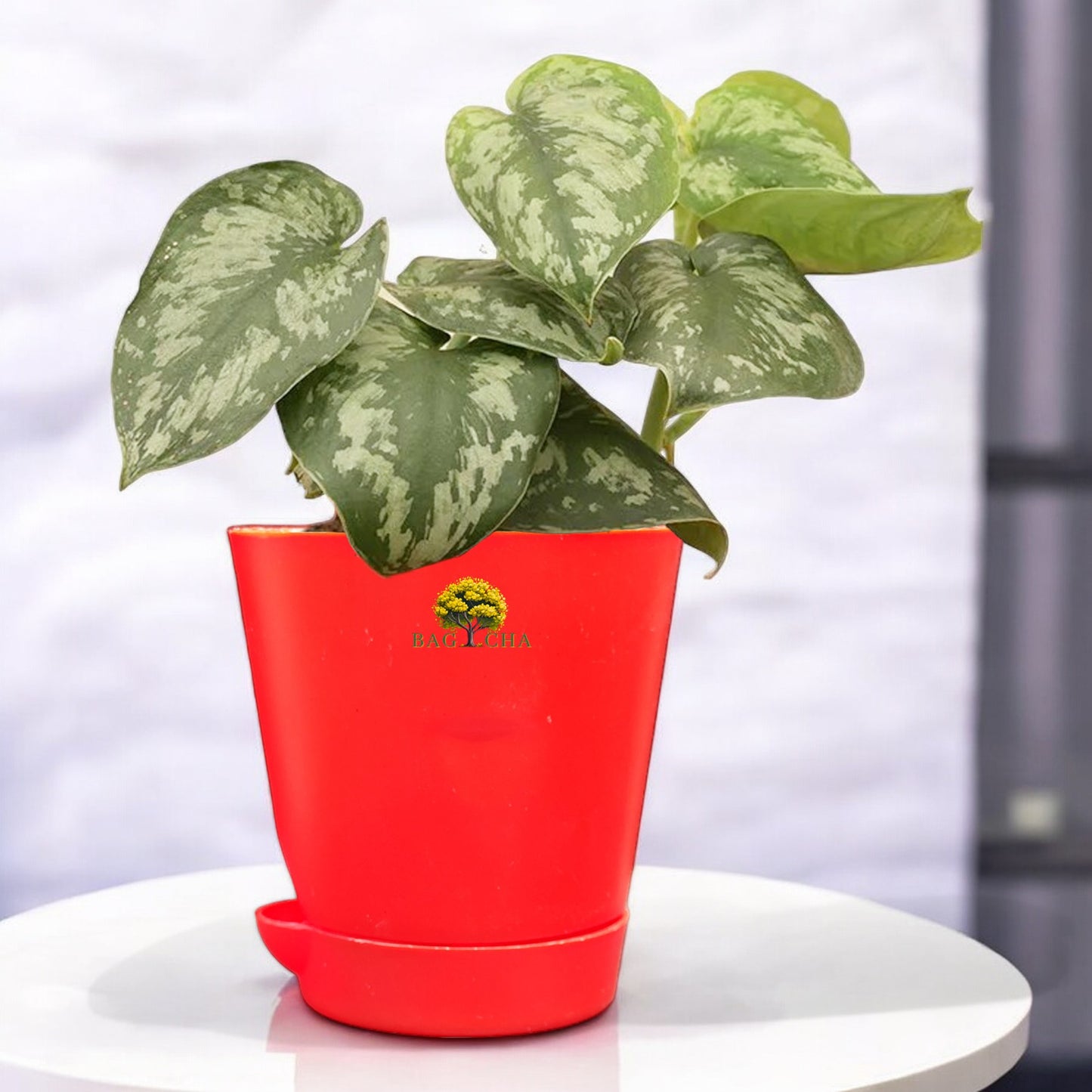 Satin Money Plant