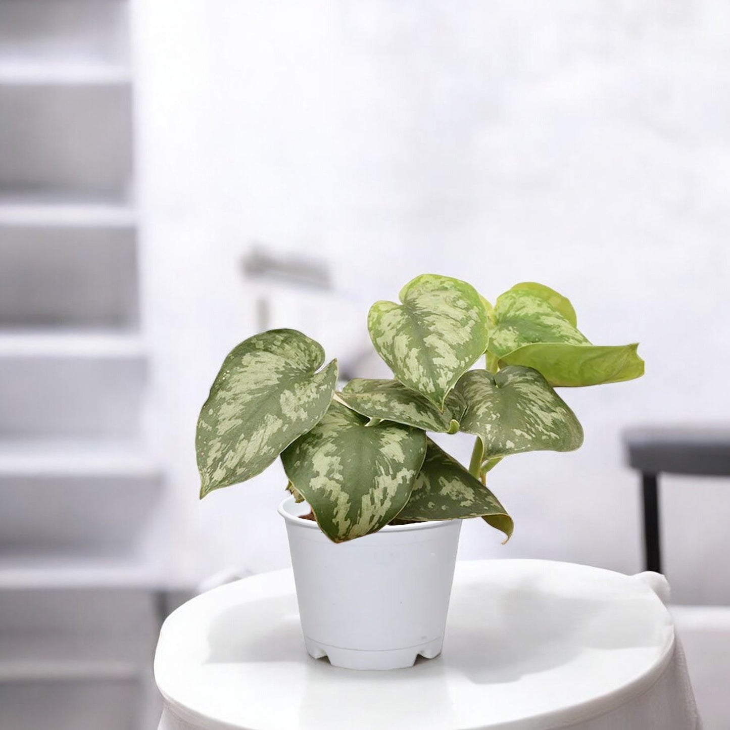 Satin Money Plant