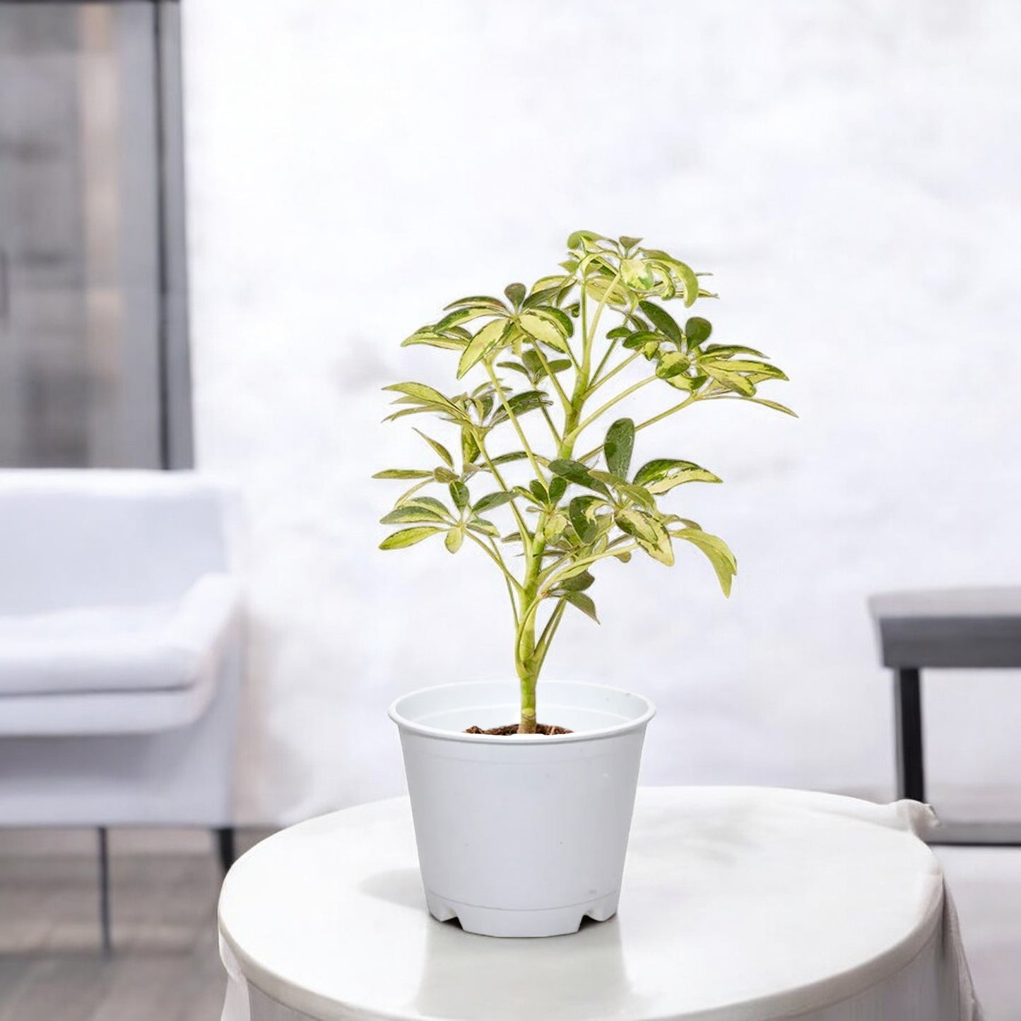 Schefflera Variegated Plant