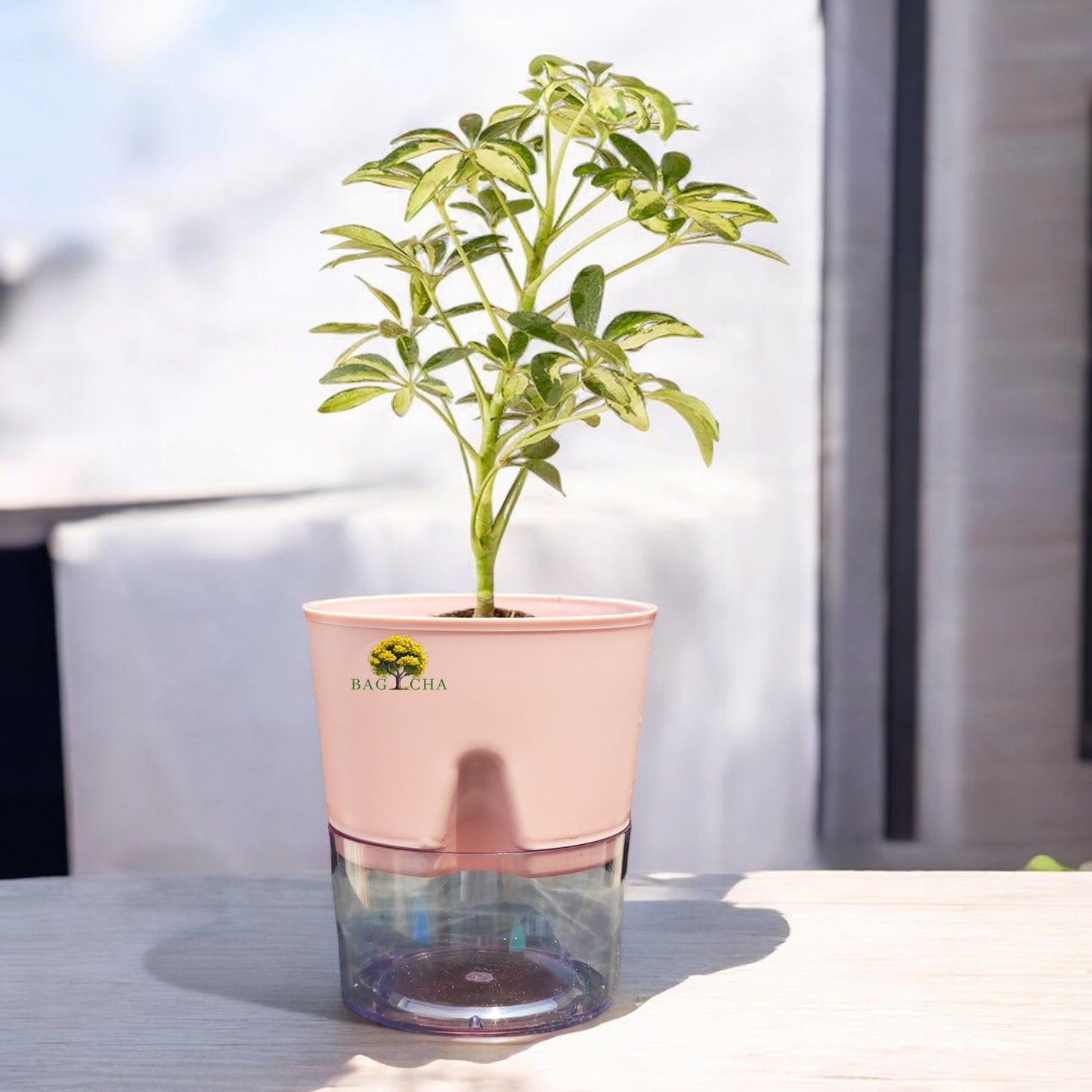 Schefflera Variegated Plant