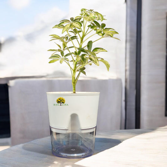 Schefflera Variegated Plant