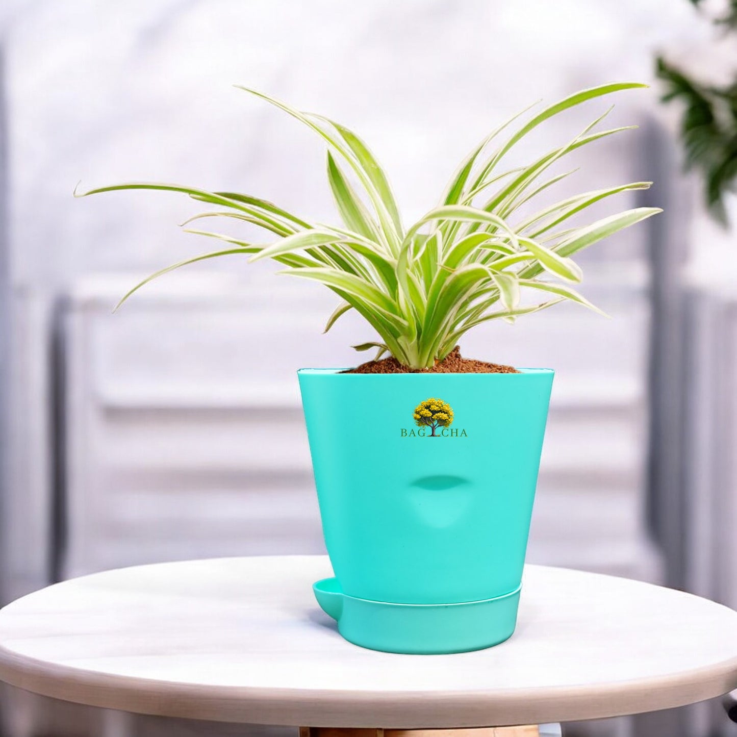 Spider Plant