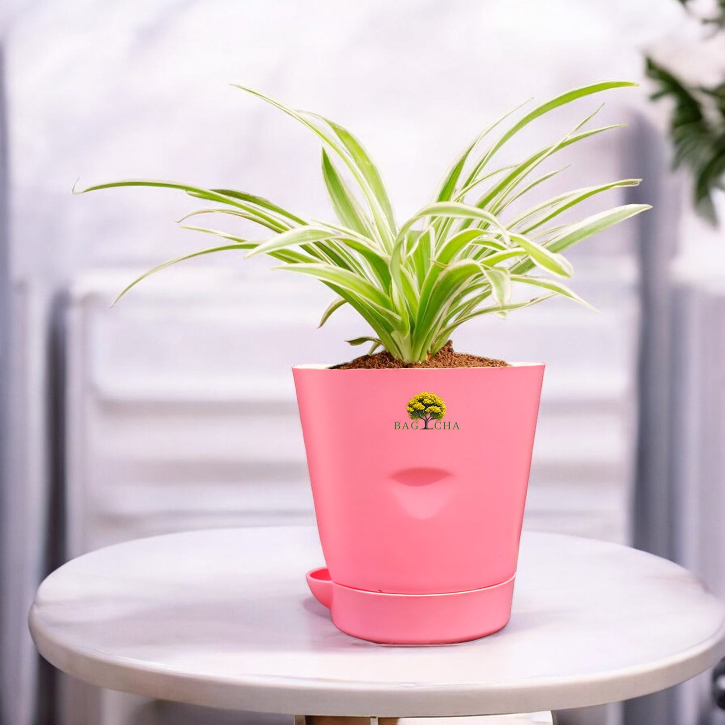 Spider Plant