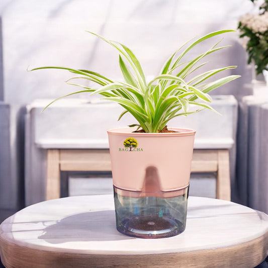 Spider Plant