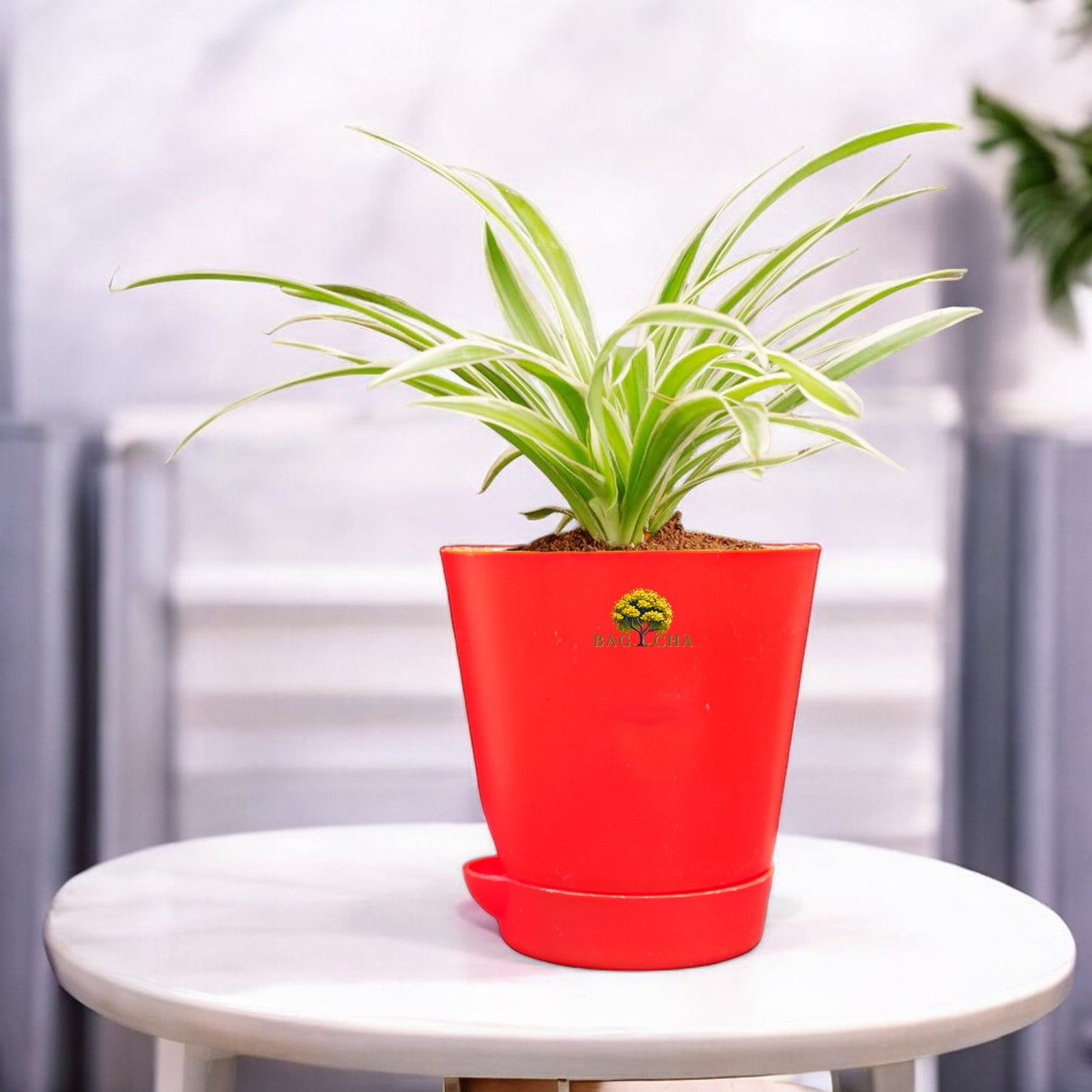 Spider Plant