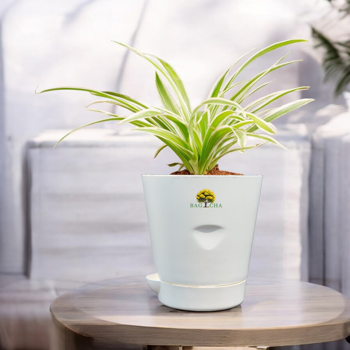 Spider Plant