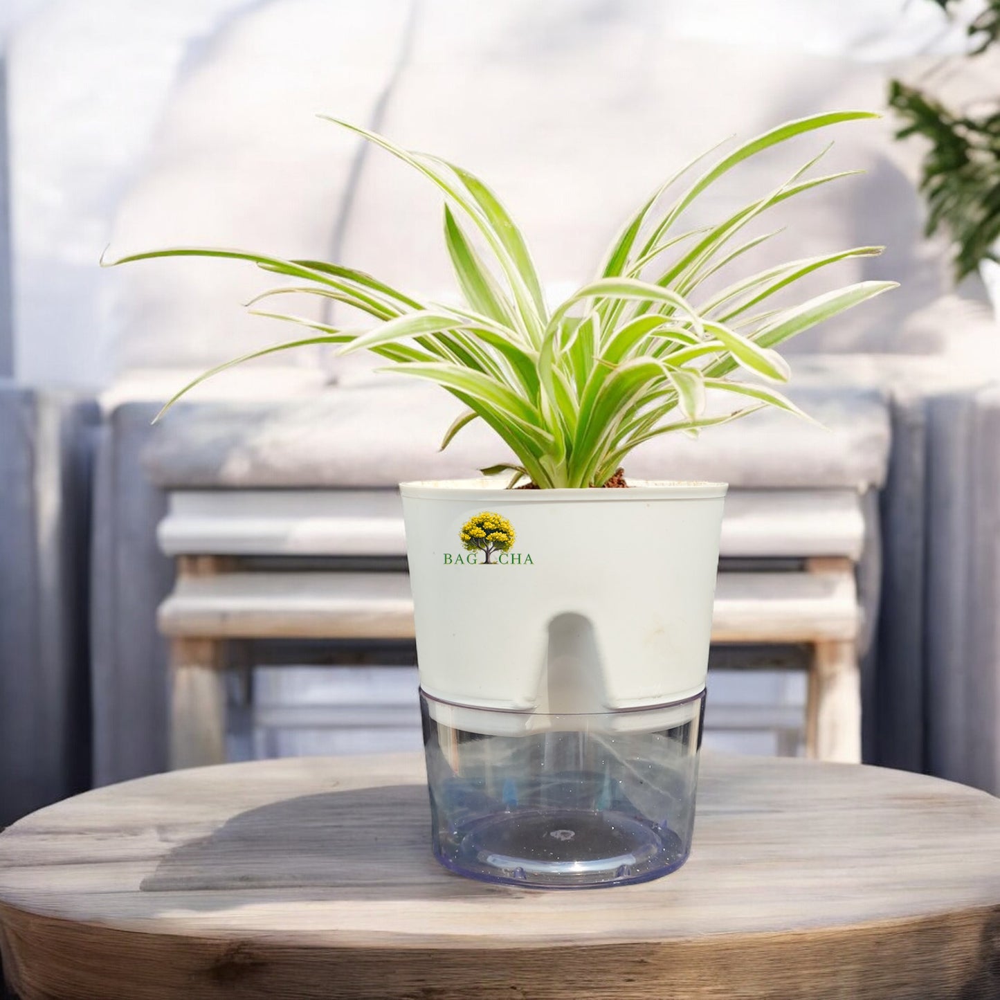 Spider Plant