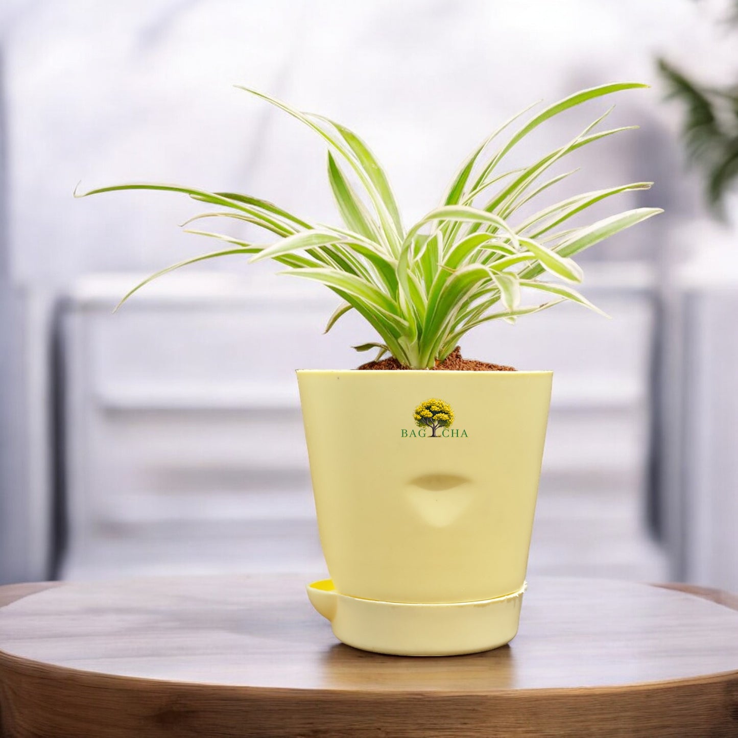 Spider Plant