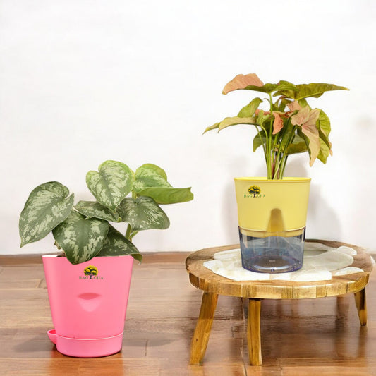 Evergreen Combo - Syngonium Pink Plant & Satin Money Plant