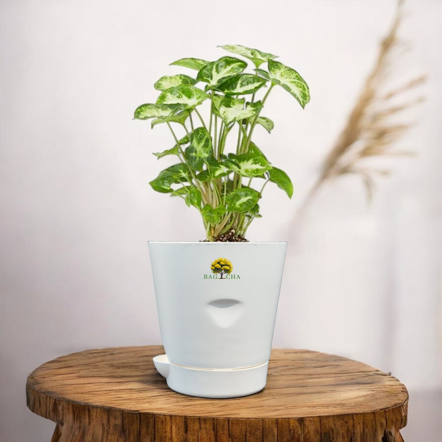 Syngonium Pixie White Plant