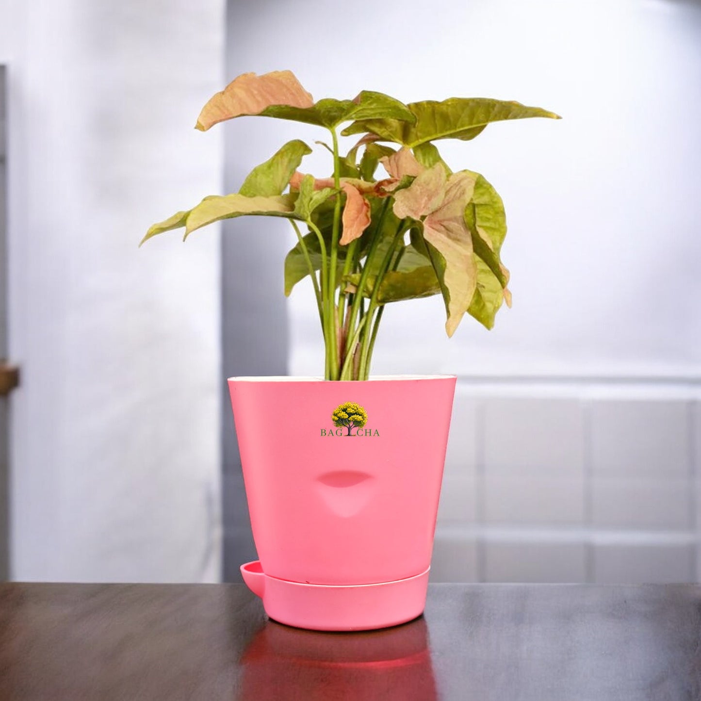 Syngonium Pink Plant