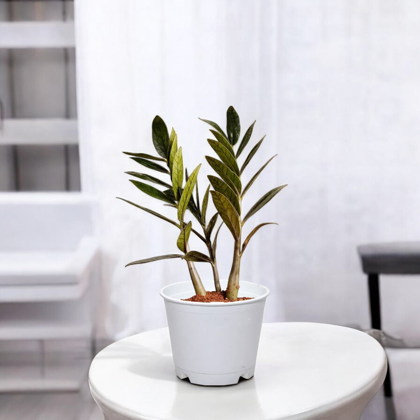 Zamia Green - ZZ Plant