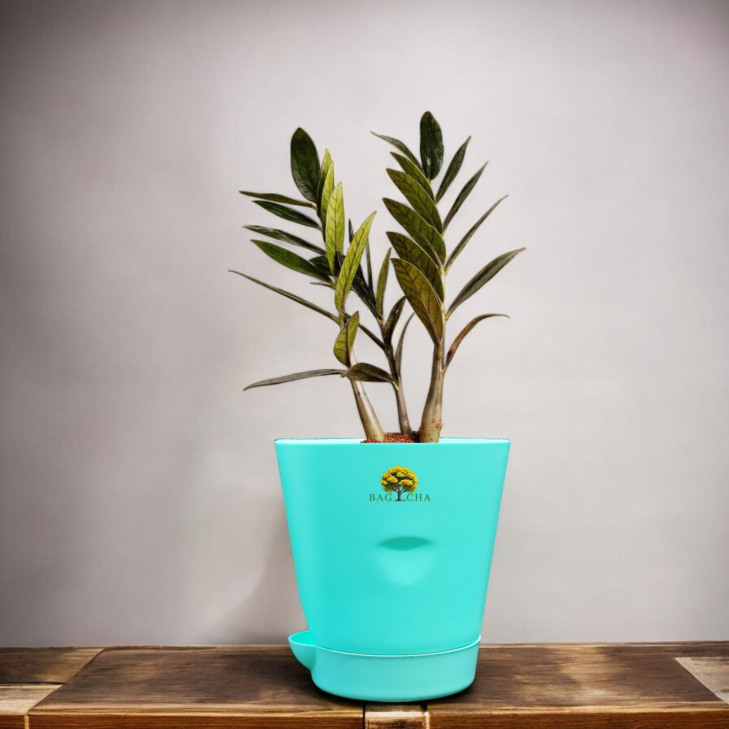 Zamia Green - ZZ Plant