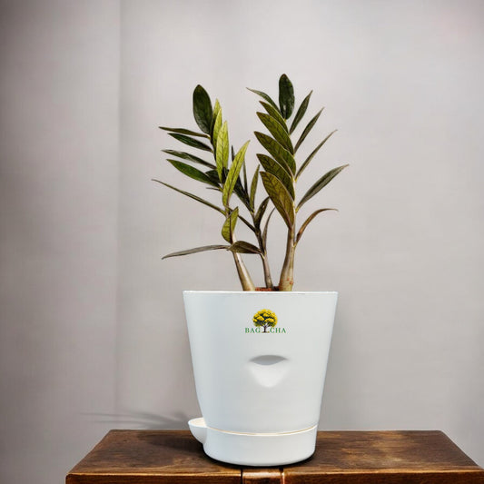 Zamia Green - ZZ Plant